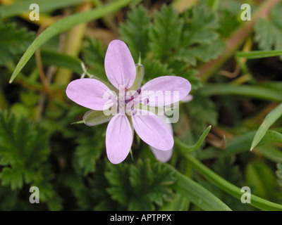 Gemeinsamen Stork s Rechnung, Erodium cicutarium Stockfoto