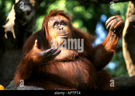 BORNEAN ORANGUTAN Borneo Indonesien Affe Stockfoto