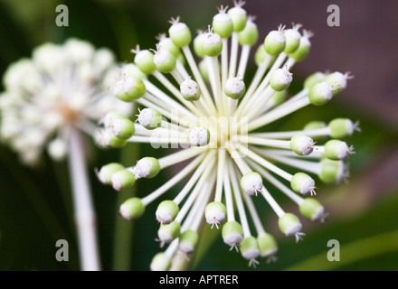 Fatsia Japonica Nahaufnahme Stockfoto