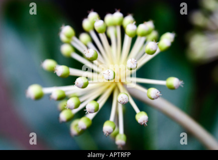 Fatsia Japonica Nahaufnahme Stockfoto