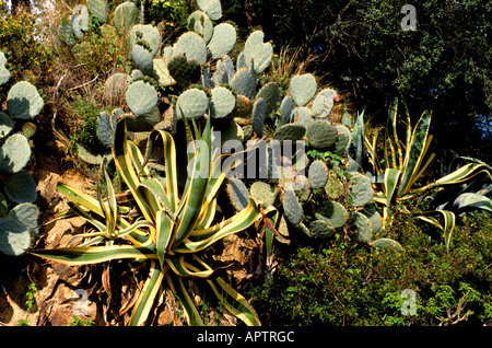 Kaktus Kakteen Natur Pflanze Pflanzen tropic Stockfoto