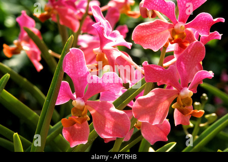 China Shanghai Orchideen Orchideen Blume Blumen Botanischer chinesische Biogarten Stockfoto