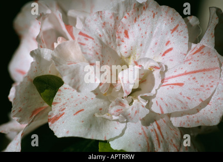 Azalee Rhododendron weiß rote Äderchen und gesprenkelt changierende Blütenblätter zauberhaft Stockfoto