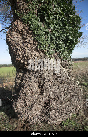 Native English Schwarz-Pappel Populus Nigra, Butley, Suffolk, England Nahaufnahme von Rinde und Stamm Stockfoto