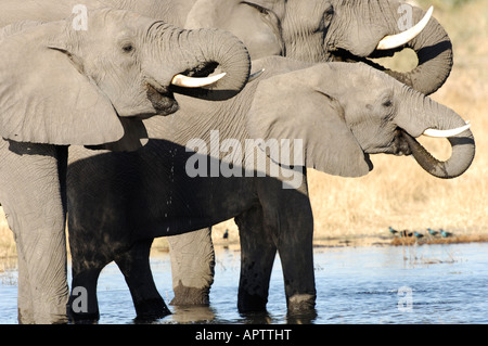 Stock Foto von drei Elefanten Trinkwasser, Linyanti Wildreservat, Botswana. Stockfoto