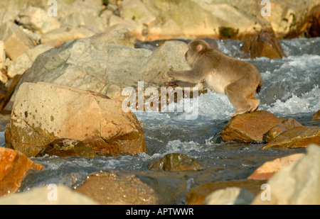 Japanischen Makaken Macaca Fuscata springen über einen Bach in den Hügeln von Nagano, Japan Stockfoto