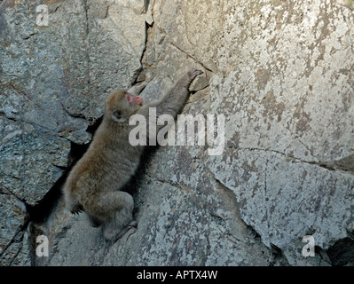 Japanischen Makaken Macaca Fuscata Steigungen von Nagano, Japan Stockfoto