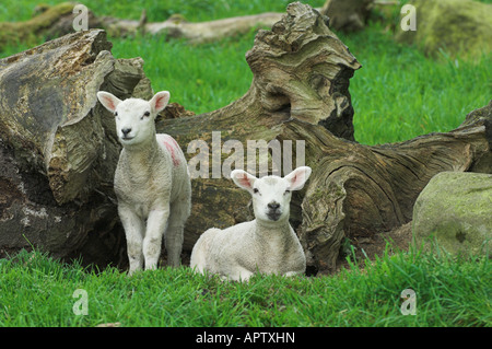 Texel gekreuzt Lämmer, die Unterbringung in einer gefallenen, Baumwurzel, Northumberland Stockfoto