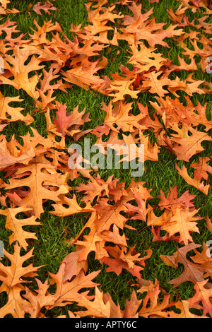 Herbstlaub auf dem Rasen Stockfoto