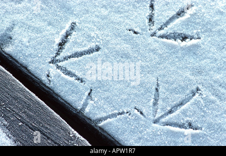 Teichhuhn (Gallinula Chloropus), Fußspuren im Schnee, Deutschland Stockfoto