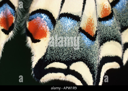 Schwalbenschwanz (Papilio Machaon), Detail des Flügels Stockfoto