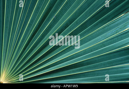 Cabbage Palmetto (Sabal Palmetto), Blatt, Ausschnitt, USA, Florida, Sanibel Island Stockfoto