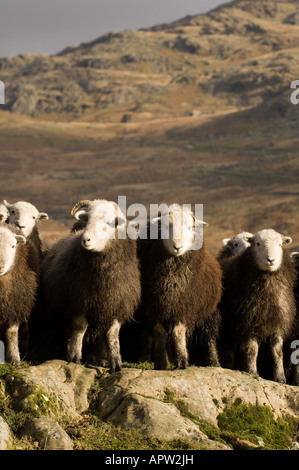 Herdwick Wetter Lämmer auf Felsen im englischen Lake District Stockfoto