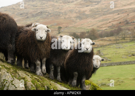 Herdwick Wetter Lämmer auf Felsen im englischen Lake District Stockfoto