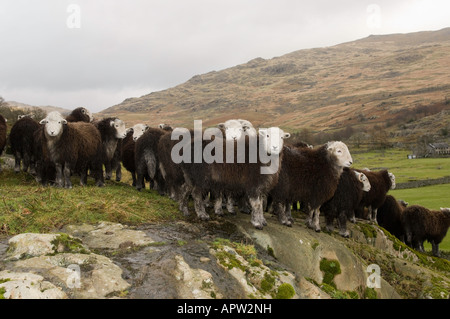 Herdwick Wetter Lämmer auf Felsen im englischen Lake District Stockfoto