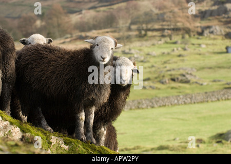 Herdwick Wetter Lämmer auf Felsen im englischen Lake District Stockfoto