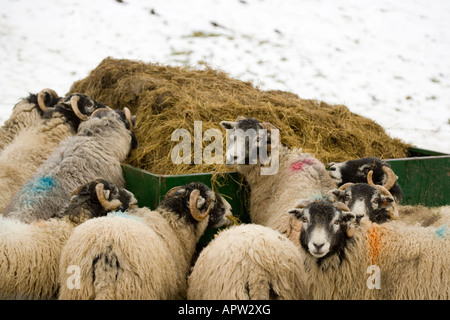 Swaledale Schafen Fütterung im Schnee Stockfoto