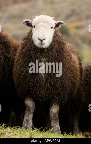 Herdwick Wetter Lamm im englischen Lake District Stockfoto