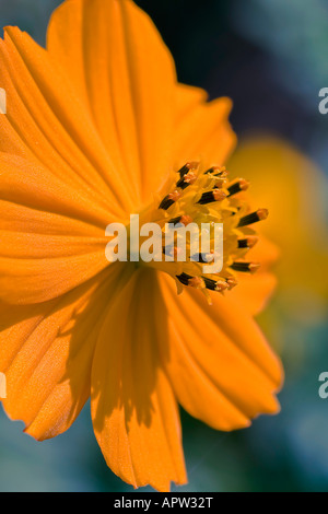 Vorderansicht der Calendula Blume Stockfoto