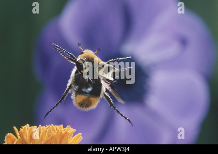 Biene Chafer, Biene Käfer (Trichius Fasciatus), fliegen, Belgien Stockfoto