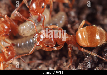 Mound Ameise, gelbe Ameise, gelbe Wiese Ameise, gelben Rasen Ameisen (Lasius Flavus), Belgien Stockfoto