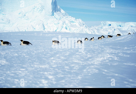 Kaiserpinguin (Aptenodytes Forsteri), mehrere Personen hintereinander über eine Eisfläche gleiten Stockfoto