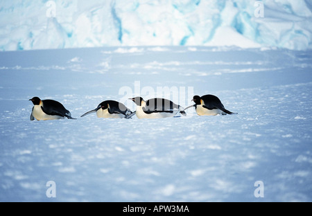 Kaiserpinguin (Aptenodytes Forsteri), vier Personen auf Eis gleiten Stockfoto