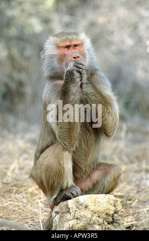 Hamadryas Pavian, Heiligen Pavian (Papio Hamadryas), sage nichts, USA, California Stockfoto