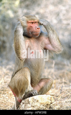 Hamadryas Pavian, Heiligen Pavian (Papio Hamadryas), sage nichts, USA, California Stockfoto