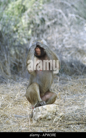 Hamadryas Pavian, Heiligen Pavian (Papio Hamadryas), nichts zu sagen Stockfoto