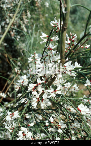 Weiße Besen, Bridal Ginster (Genista Monosperma, Retama Monosperma, Lygo Monosperma), blühenden Strauch, Portugal, Algarve Stockfoto