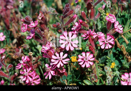 Rosa Pirouette (Silene Colorata), blühende Pflanze, Portugal, Kap Sao Vicente Stockfoto