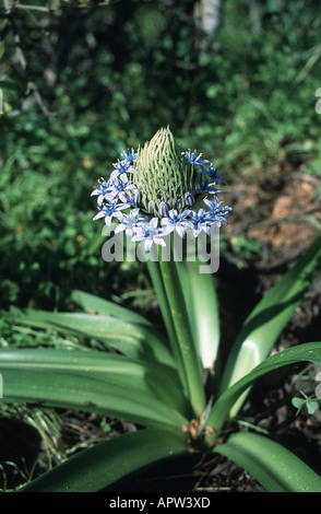 Peruanische Lilie (Scilla Peruviana), blühende Pflanze, Portugal Stockfoto