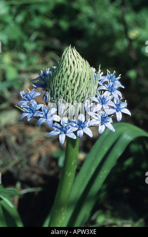 Peruanische Lilie (Scilla Peruviana), blühende Pflanze, Portugal Stockfoto