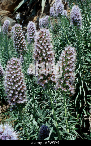 Vipersbugloss, stolz von Madeira (Echium Nervosum), Blütenstände, Portugal, Madeira Stockfoto