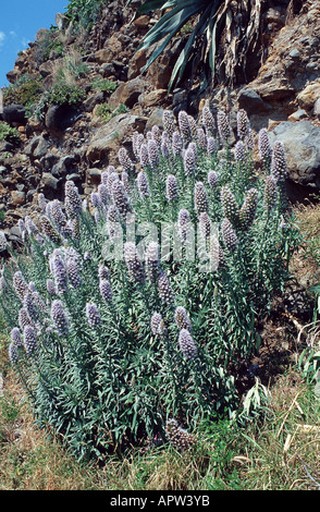 Vipersbugloss, stolz von Madeira (Echium Nervosum), blühende Pflanzen, Portugal, Madeira Stockfoto