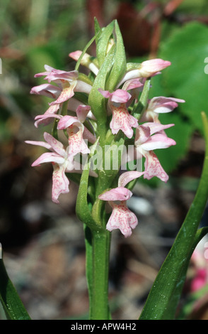 frühe Knabenkraut (Dactylorhiza Wurzelsud), Blütenstand, Schweden, Oeland Stockfoto
