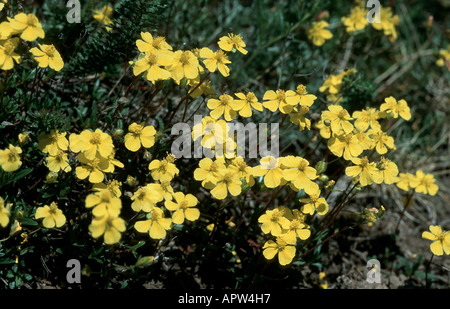 hoary Rock-Rose (Helianthemum Oelandicum), Blüten, Schweden, Oeland Stockfoto