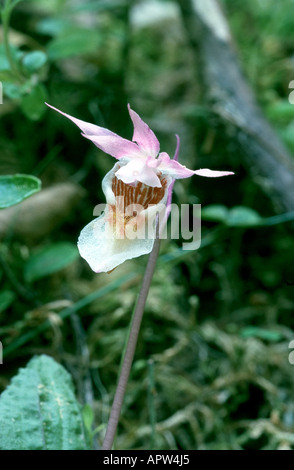 Calypso, Märchen-Hausschuh-Orchidee, Fee Pantoffel (Calypso Bulbosa), einzige Blüte, Schweden Stockfoto