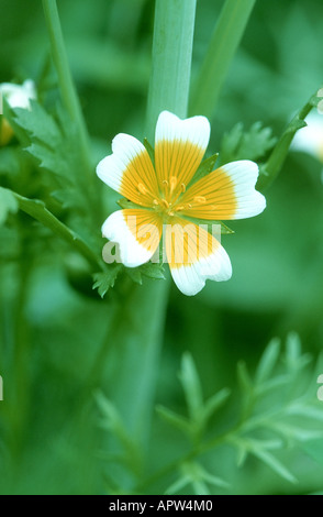 Wiese-Schaum (Limnanthes Douglasii), Deutschland Stockfoto