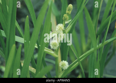 kleine Bur-reed (Sparganium minimum, Sparganium Natans), blühen Stockfoto