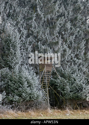 rised verstecken im Wald in der Mitte des gefrorenen Fichten am Rande eines Feldes in der Winterzeit Stockfoto