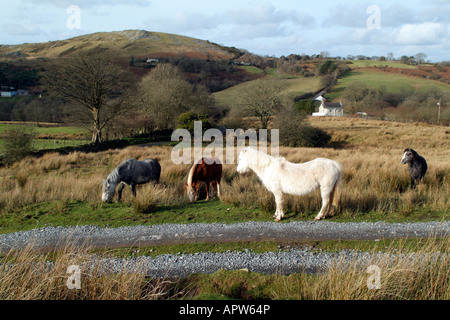 Welsh Pony wilde Winterlandschaft in den Brecon Beacons Park-Wales Stockfoto