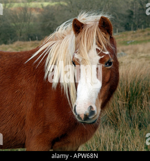 Welsh Pony wilde Winterlandschaft in den Brecon Beacons Park-Wales Stockfoto