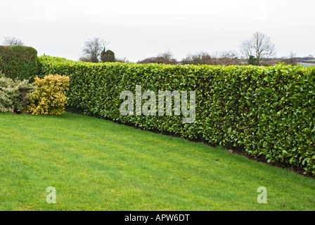 Ordentlich abgeschnitten Lorbeer-Hecke in einem Garten Großbritannien Wiltshire Stockfoto