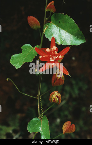 Scharlachrote Passionsblume, rote Passionsblume, rot Granadilla (Passiflora Coccinea), Blumen und Knospen Stockfoto