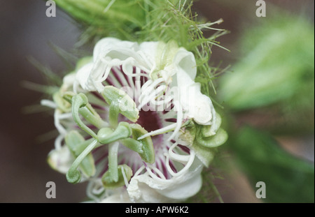 Stinkender Granadille, wilde Wasser Zitrone (Passiflora Foetida), Eröffnung Blume Stockfoto