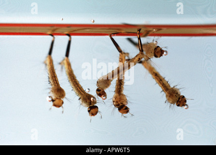 Haus Mücke, Mücke (Culex spec.), Larve hängen an der Wasseroberfläche Stockfoto