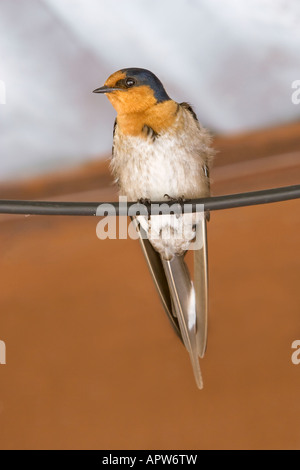 Eine willkommene schlucken (Hirundo Neoxena) thront auf einem Kabel in Perth, Western Australia Stockfoto