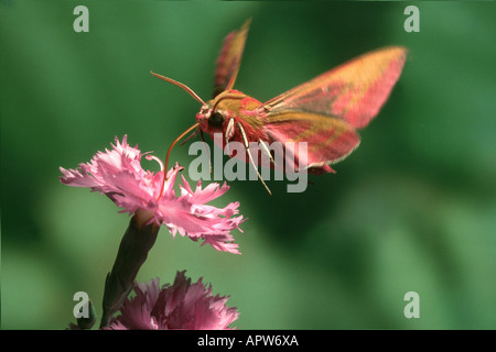 Elefant Hawkmoth (Deilephila Elpenor), schwebt vor einer Blüte Dianthus Stockfoto